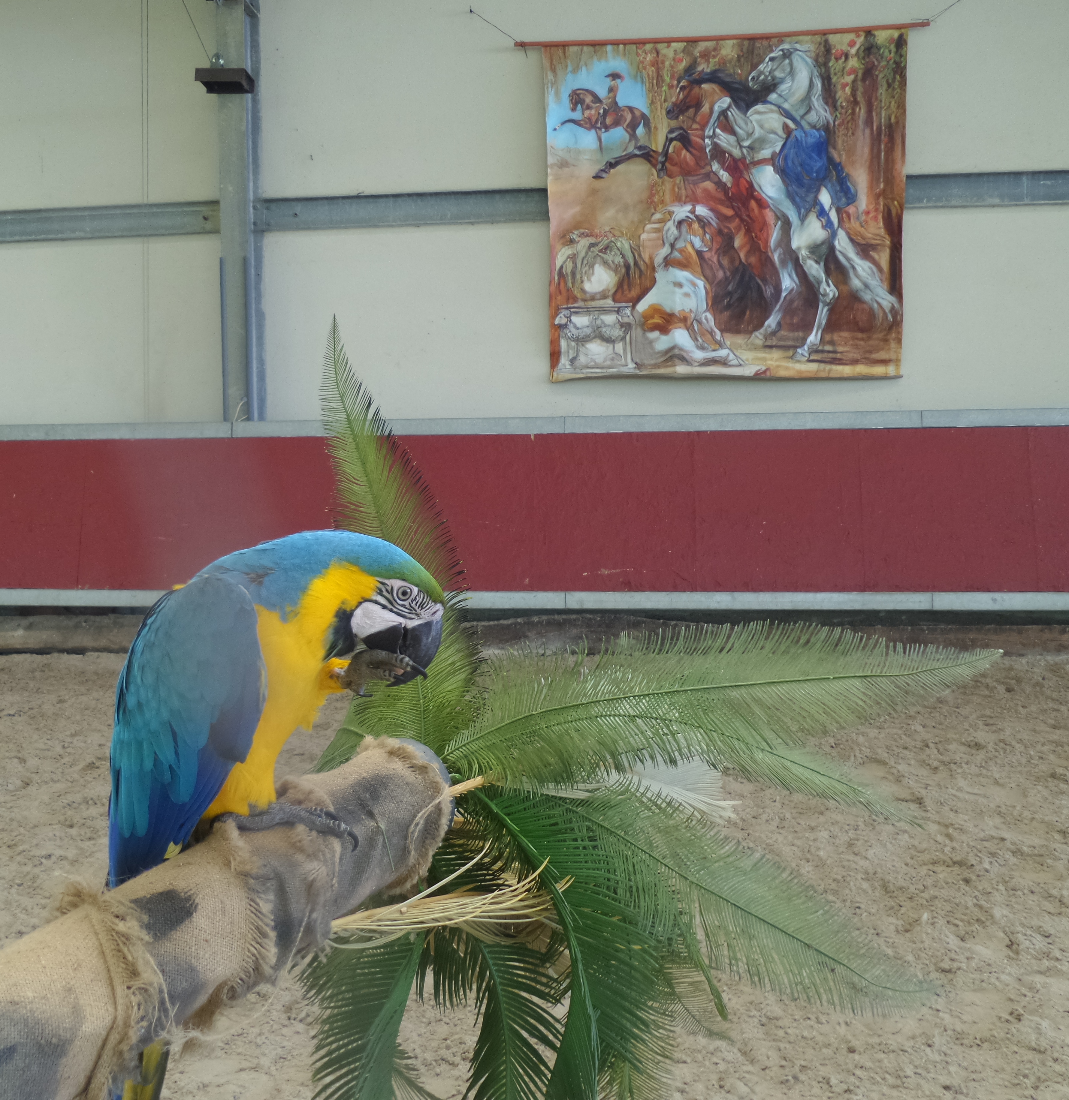 Léo sur son palmier 